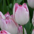 Tulpe, Gartentulpe, Tulipa Supri Erotic