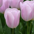 Tulpe 'Synaeda Amor'