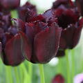 Tulpe 'Vincent van Gogh'