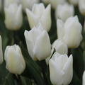 Tulpe 'White Prince'