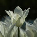 Tulipa 'Love Story'