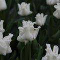 Tulpe 'White Liberstar'