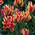 Tulpe 'Wonder Club'