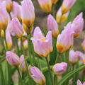 Wildtulpe 'Lilac Wonder' (korr)