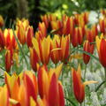 Wildtulpe 'Tubergens Gem' 