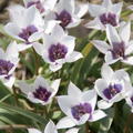 Wildtulpe 'Alba Caerulea Oculata' 
