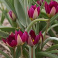 Wildtulpe 'Persian Pearl'