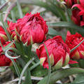 Tulpe, Gartentulpe, Tulipa humilis Samantha