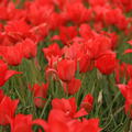 Wildtulpe Tulipa linifolia