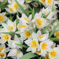 Tulipa polychroma