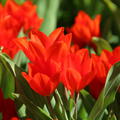 Wildtulpe 'Fusilier'