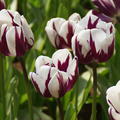 Tulpe 'Rem's Favourite'
