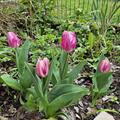 Tulpe 'Bojangles', Tulipa 'Bojangles'
