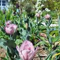 Tulpe 'Jacuzzi', Tulipa 'Jacuzzi'