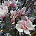 Tulpen-Magnolie Bl�ten