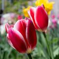 Tulpen-Mischung 'Delight Mix', Tulipa Hybriden