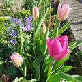 Tulpen-Mischung 'Dynamic Change Completed'�, Tulipa 'Dynamic Change Completed'�