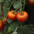 H�ngetomate 'Tumbling Bella' (Solanum lycopersicum)