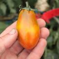 H�ngetomate 'Tumbling Tiger' (Solanum lycopersicum)