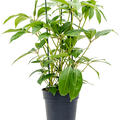Tupidanthus calyptratus, Tuff, im 27cm Topf, H�he 160cm, Breite 90cm
