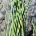Typha minima