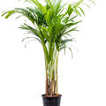Veitchia (Adonidia) merrillii, Tuff, im 24cm Topf, H�he 160cm, Breite 60cm