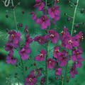 Verbascum phoeniceum 'Violetta'