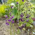 Verbascum phoeniceum 'Violetta', Verbascum phoeniceum 'Violetta'