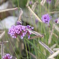Verbena bonariense 'Lollipop', niedriges Eisenkraut