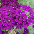 Eisenkraut Lila, Verbena x hybrida