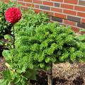 Koreatanne 'Cis' St�mmchen