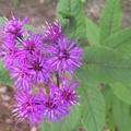 Vernonia noveboracensis