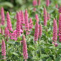 Veronica longifolia 'First Love'(S)