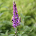 Veronica longifolia 'First Match'(S)