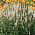 Veronicastrum virginica Schneespeer