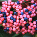 Amerikanischer Schneeball 'Brandywine'� (Viburnum nudum 'Brandywine'�)