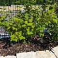 Viburnum opulus 'Roseum', Viburnum opulus 'Roseum'