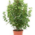 Viburnum tinus 'Spirit', Busch, im 24cm Topf, H�he 90cm, Breite 50cm