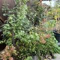 Vierbeere� Orangesse�, Ribes aureum