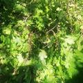 Vierbeeren� Hochstamm Black Saphir�, Ribes aureum