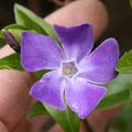Vinca major