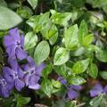Vinca major, Vinca major