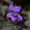 Viola labradorica, Viola labradorica