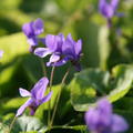 Viola odorata K�nigin Charlotte