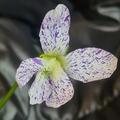Viola sororia 'Freckles', Viola sororia 'Freckles'