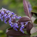 Vitex Flip Side, M�nchspfeffer Flip Side