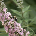 Vitex Galactic Pink, M�nchspfeffer Galactic Pink