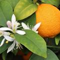 Frucht und Bl�te