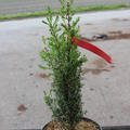 Juniperus com. 'Arnold'