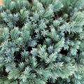 Wacholder, Zwerg-Wacholder 'Blue Star'